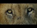 Scary Man-eating Lions | Ultimate Killers | BBC