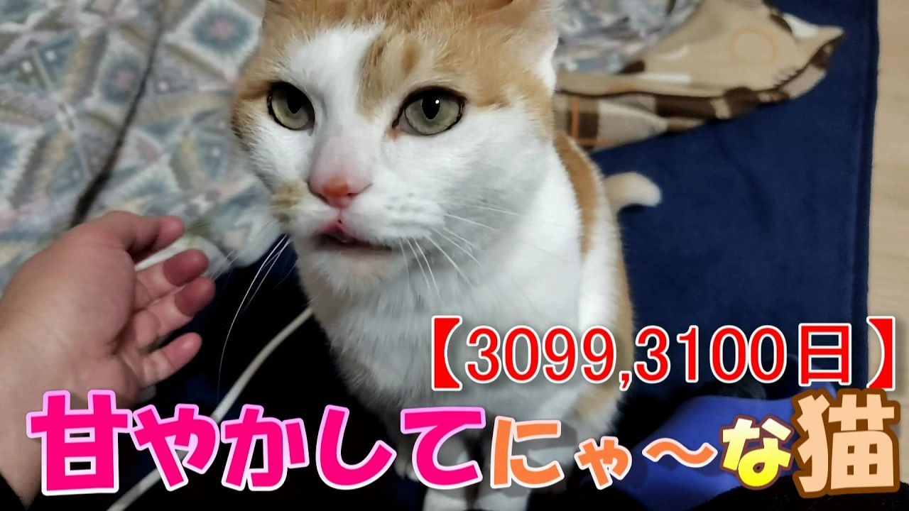 3099,3100日目】甘やかしてにゃ～な猫【かわいい・面白い】～The