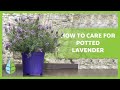 How to care for POTTED LAVENDER 💜 Watering, composting, pruning and more!