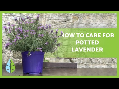 Видео: Савтай лаванда цэцгийн арчилгаа - Лаванда цэцэгийг саванд хэрхэн ургуулах вэ