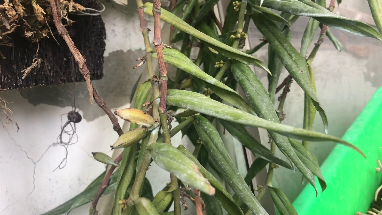 幾種常見的蘭花種類介紹 蘭花種類 幾種常見的蘭花種類介紹 蘭花種類