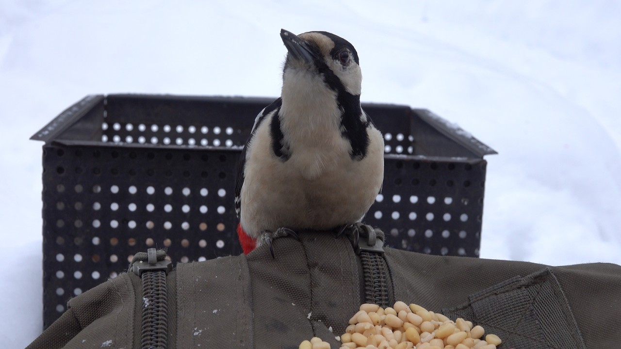 Дятел и белки. Зарисовка / Woodpecker and squirrels. The sketch