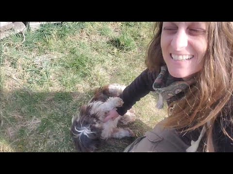 Le retour des problèmes et des nouvelles du petit chien Le retour des problèmes et des nouvelles du petit chien