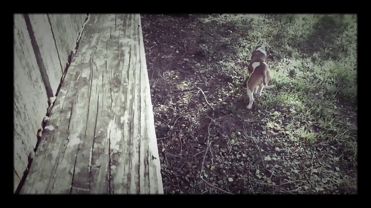 PITBULL JUMPS OVER FENCE (ESCAPES HAUNTED HOUSE)  WTF!!