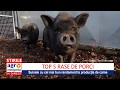 Top 5 rase de porci pentru producția de carne