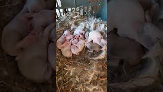 Rabbit🐇🐰 age 5 day #rabbits #rabbitchildren #bunnylove #rabbitlife #rabbitcare