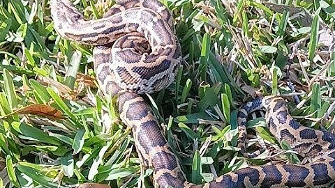 Burmese Python Handling Outside