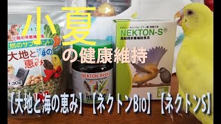 栄養補助食品【ネクトンS】、そしておやつの【大地と海の恵み】を与えてみました