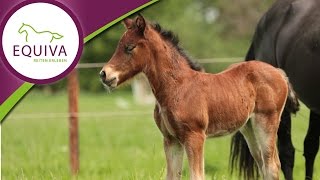 Das WelshPony im Rasseportrait (Welsh Cob und Welsh B)