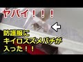 ヤバイ！キイロスズメバチが防護服に入った！！【京都市左京区】