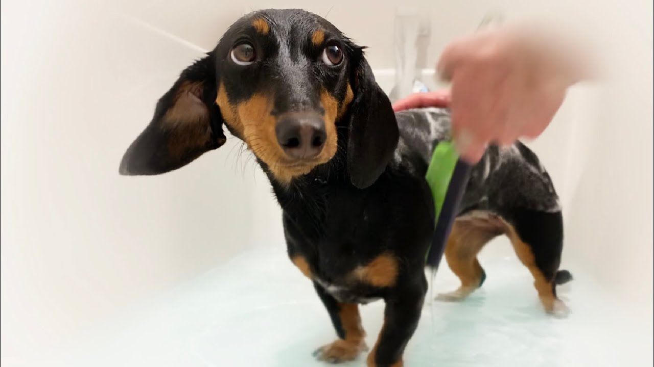 Dachshund Takes a Bath