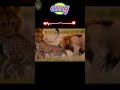 World's Deadliest of Lion | 4K UHD | Nature Animal Documentary