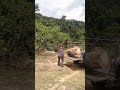 ロープを使って大きな丸太をトラックに積み込むための技術