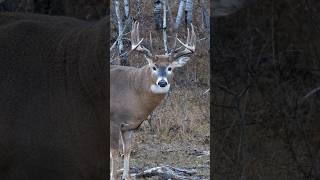 HERE COMES A KING! Tell me - have you ever seen a bigger bodied whitetail before??? #whitetaildeer