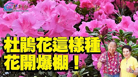杜鵑花這樣種，花開爆棚！ - 天天要聞