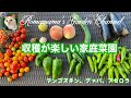 【家庭菜園】収穫が楽しい屋上プランター菜園　#熱帯果樹　#野菜づくり