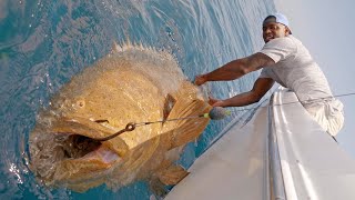 700斤龙趸|巨型石斑鱼|big fish