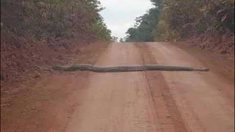 Huge Snake/ Speed Bump