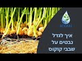 איך לגדל נבטים על שבבי קוקוס (סרטון הדרכה)