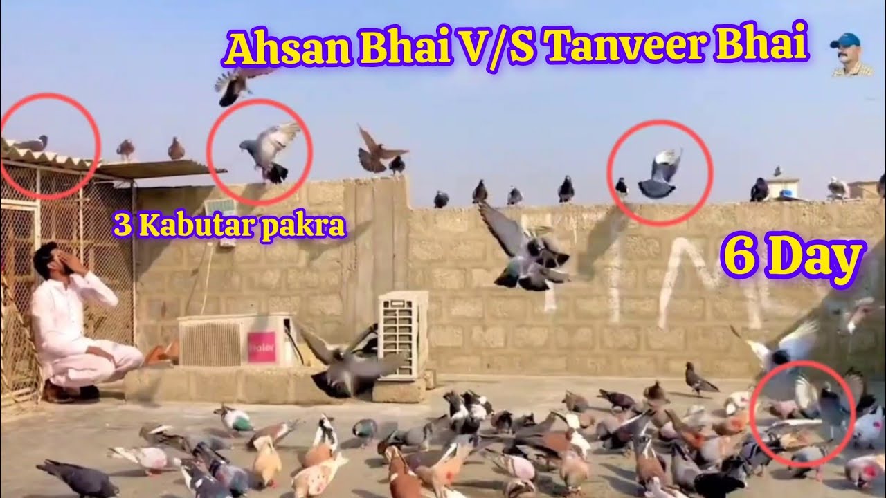 3 Kabutar pakra | Ahsan Bhai V/S Tanveer Bhai | 400 New Kabootar Lariyan | 6 Din | desi Gola kabutar