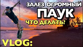 VLOG: ЗАЛЕЗ ОГРОМНЫЙ ПАУК !!! ХОЧУ ДИКИХ УСЛОВИЙ! БАЛИ