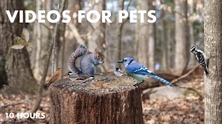 Cat TV for Cats to Watch 😺 - 10 Hours of Squirrels, Birds and Chipmunks in the Forest- Apr 04, 2024 by Handsome Nature 6,230 views 3 weeks ago 10 hours