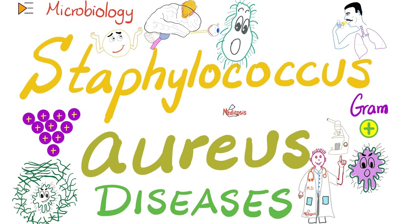 Staphylococcus, Description, Characteristics, Diseases, & Antibiotic  Resistance