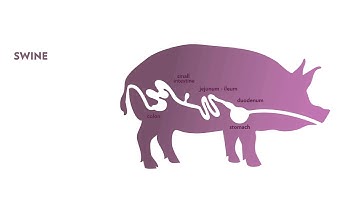 Jefo Swine animation