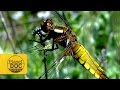Dragonfly Nymph Hunting | Planet Doc Express