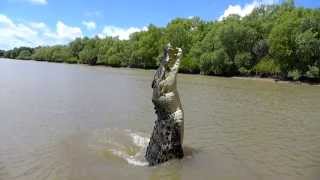 Jumping Crocodile Adelaide River Slow Motion (jump at 0:14 seconds)