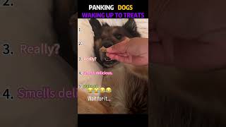 RANKING DOGS WAKING UP TO TREATS#funny #dog #cute #wakeup #youtube #shorts #fyp