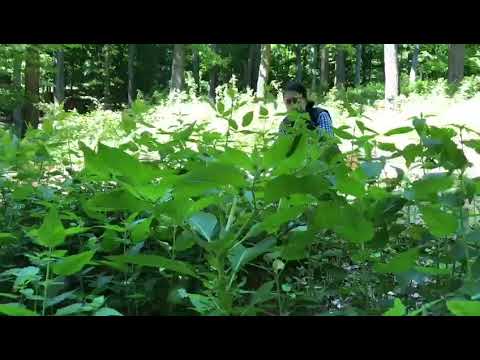 Видео: Какво прави atropa belladonna?