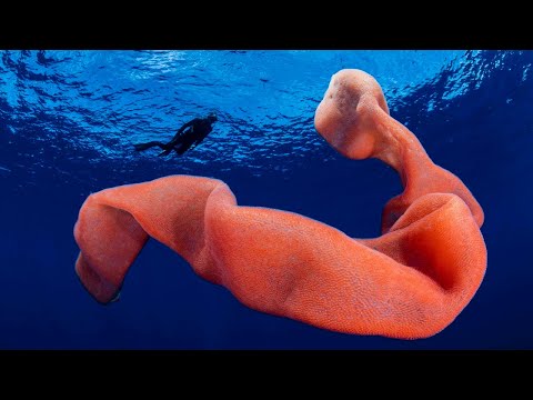 Video: The most amazing underwater finds