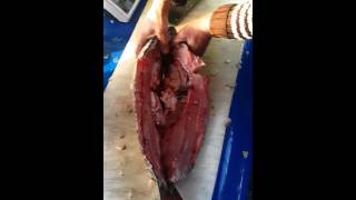 Balıkçılar Kıralı Aziz