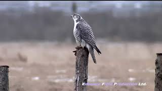 Gyrfalcon انواع صقر الجير