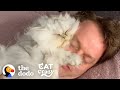 Guy tucks his cat into his own little bed every night  the dodo cat crazy