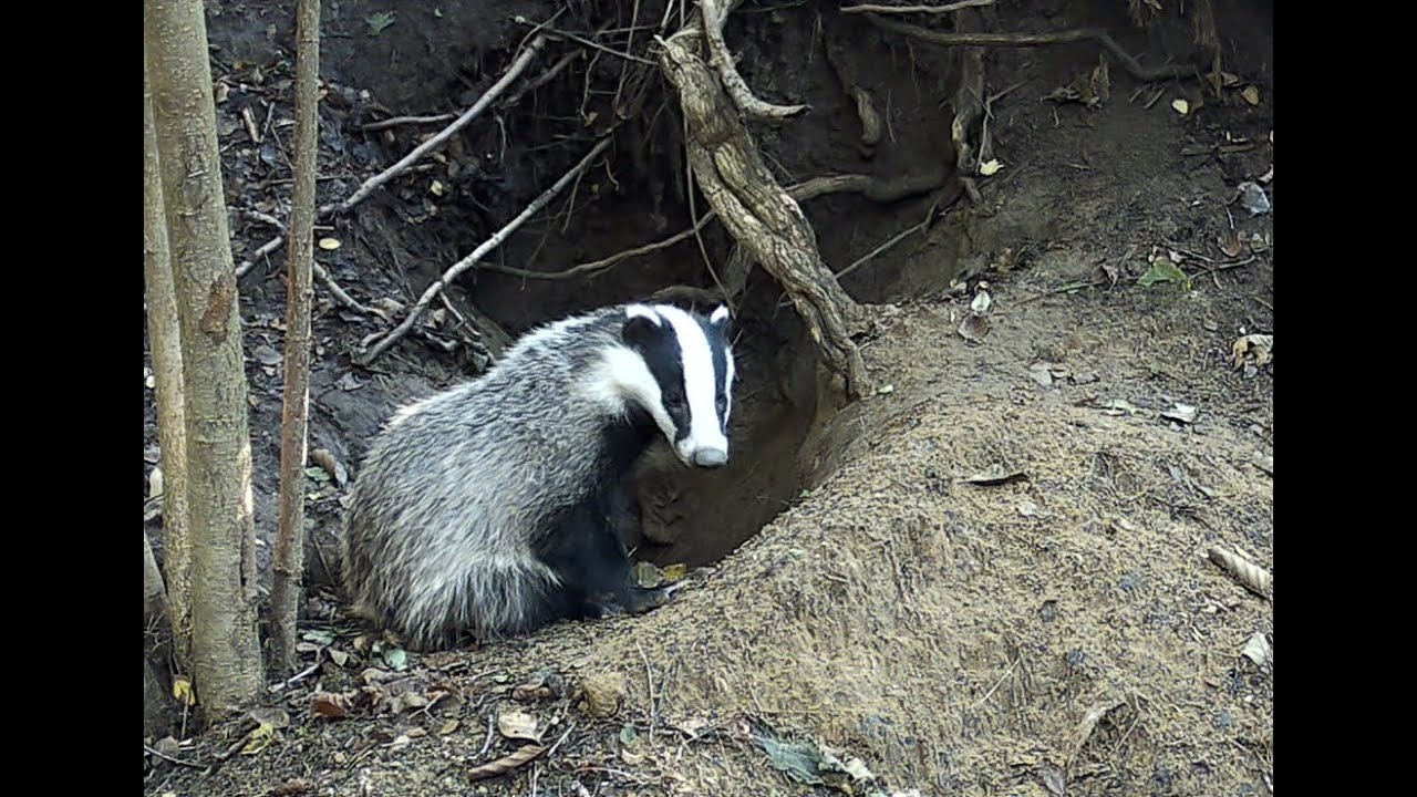 How European Badgers Live – Episode 63 | Wildlife Documentary from Transylvania