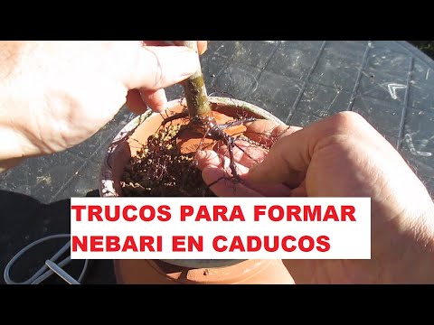 TRUCOS PARA FORMAR LOS NEBARI DE LOS CADUCOS ֍ ZELKOVA SERRATA O KEYAKI (OLMO JAPONÉS)