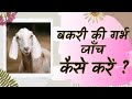 बकरी के गर्भ में बच्चा जीवित या मरा हुआ जांच करें goat pregnancy fetus check