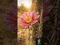 Stunning Cactus Flower Blooming Time-Lapse 🌵🌸 | Macro Nature