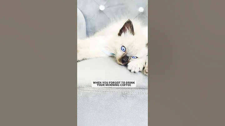 Video 2736141: cat kitten cutecat, kitty cutecat, cats balinese kittens