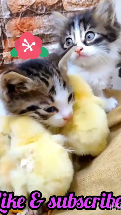 The Hen surprised by kitten know how to take care of her chicks 😲| I am shocked to see the cat Care