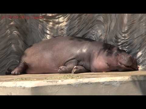 Japan Trip 2013 Tokyo Hippopotamus Basking in the sun. Ueno Zoo  431