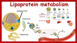 Lipoprotein metabolism and transport | Chylomicron, VLDL,IDL, LDL,HDL | Metabolism | Biochemistry