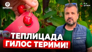 ИССИҚХОНАДА ГИЛОС ТЕРИМИ! | ШУҲРАТ АБРОРОВ  #shuhratabrorov #uzumchilik #gilos #issiqxona #cherry