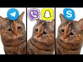 Sad Cat but Social Media ringtones