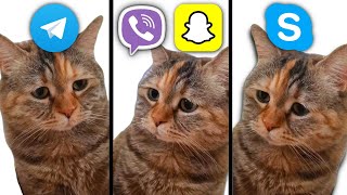 Sad Cat But Social Media Ringtones