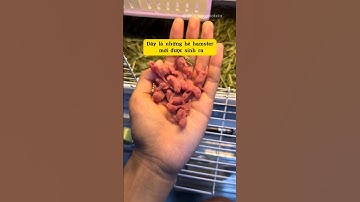 Hamster mới sinh ra sẽ như thế nào 🥰😍🐭  #viralvideo #hamster #trendingshorts #cute #pets