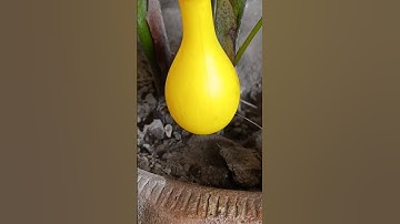Ingenious Idea how to make watering drip for plants by balloon #diy