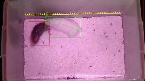 VisuTrack- Animal Behavior Analysis Software, smarter algorithms, faster analysis #behaviouranalysis